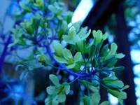 3459_kale-flowers.jpg