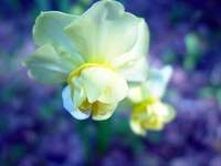 3482_yellow-pair.jpg