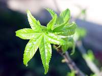 3957_maple-leaf.jpg