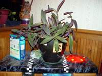 4381_wandering-jew-office.jpg