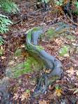 tree-root.jpg