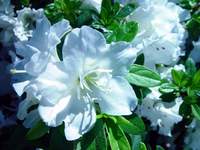 3518_white.jpg