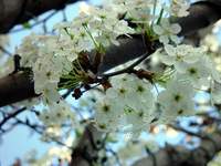 3525_treeflowers.jpg