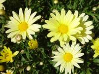 3528_yellow.jpg