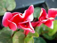 3750_pink-triplets.jpg