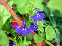 3753_flowerfangs.jpg