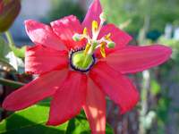 3767_alien-passion.jpg