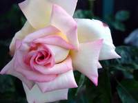 4206_peace-rose.jpg