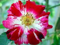 4208_4th-of-july-rose.jpg
