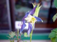 4215_columbine.jpg