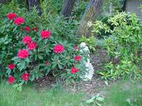 4178_rhododendron.jpg