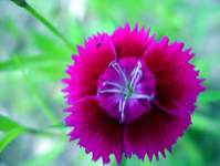 4185_magenta-dahlia.jpg