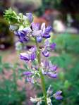 4186_lupine.jpg