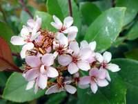4050_blossoms.jpg