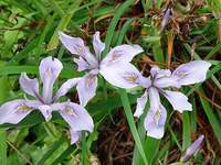 4056_iris-trio.jpg