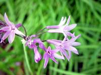 4077_agapanthus.jpg