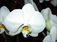 4081_orchid.jpg