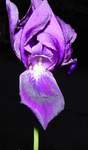 4096_flash-iris.jpg