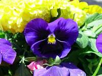 3910_pansy-contrast.jpg