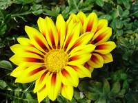 3914_sunburst.jpg