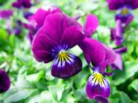 3921_pansies.jpg
