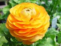 3930_orange-poof.jpg