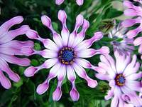 3937_purple-eye.jpg