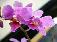 4225_lavendar.jpg