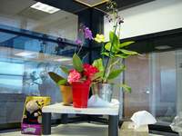 4231_orchids.jpg