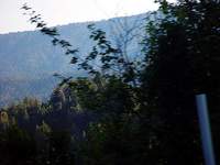 4274_drive-trees.jpg