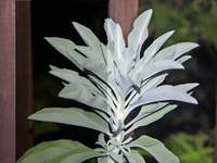 05542_sage-flash-overlay.jpg