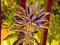 05547_sage-depth_exposure.jpg