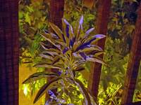 05548_sharp-colourdance.jpg