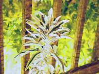 05549-sage-bright.jpg